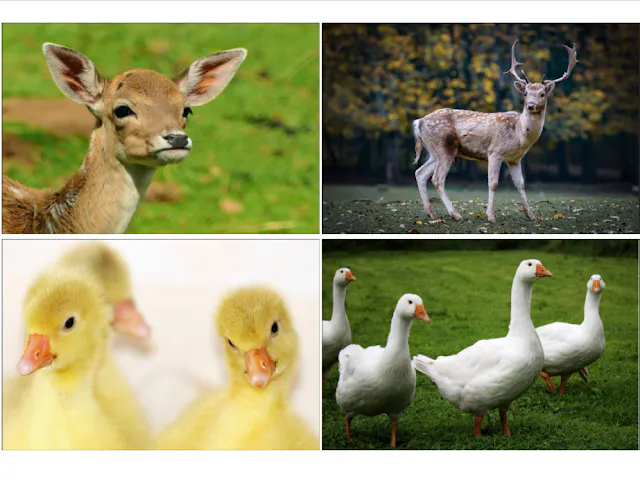 wer sind meine eltern bilderrätsel