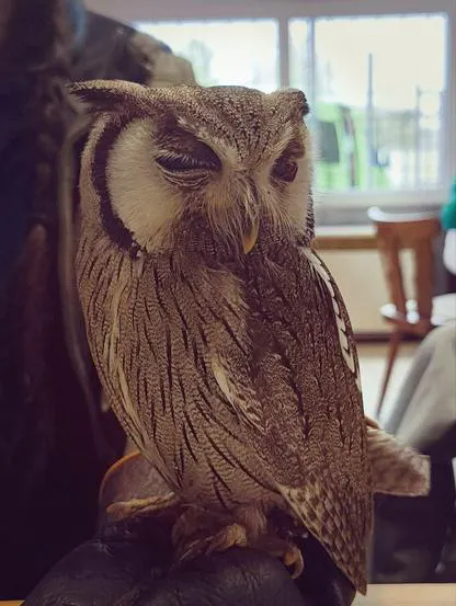 Ein Eule mit einem offenen und einem geschlossenem Auge. Sie sitzt auf einem Lederhandschuh. Im Hintergrund sieht man eine Raum mit Stühle und einem Fenster.