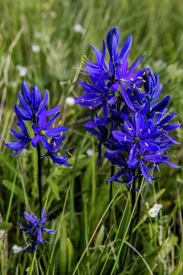 Blue Camas Wildflowers Near Marias Photograph by Chuck Haney | Pixels