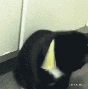 Überforderte Katze als Gif