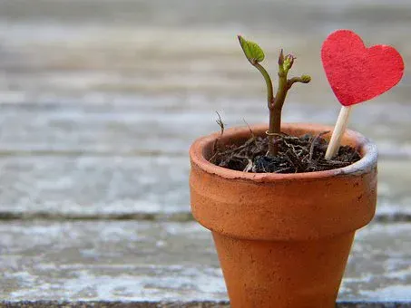 Dieses Bild hat ein leeres Alt-Attribut. Der Dateiname ist flowerpot-2756428__340.webp