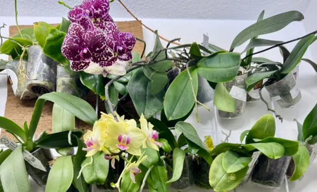 Orchideen am Gitter