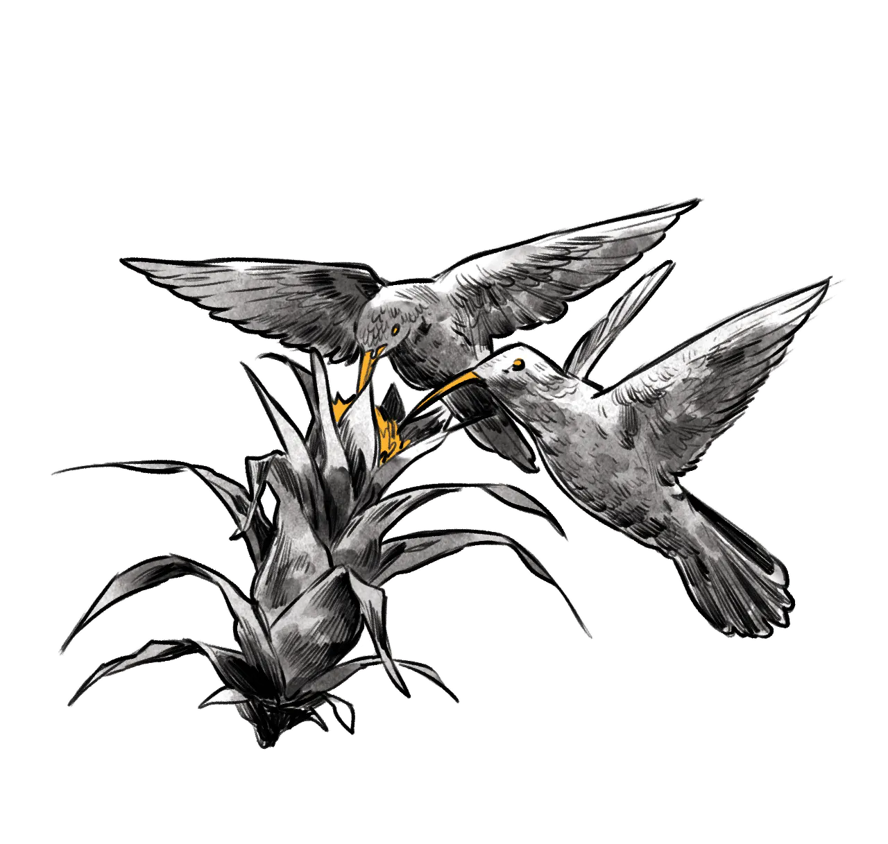 The illustration in black and white of two hummingbirds
