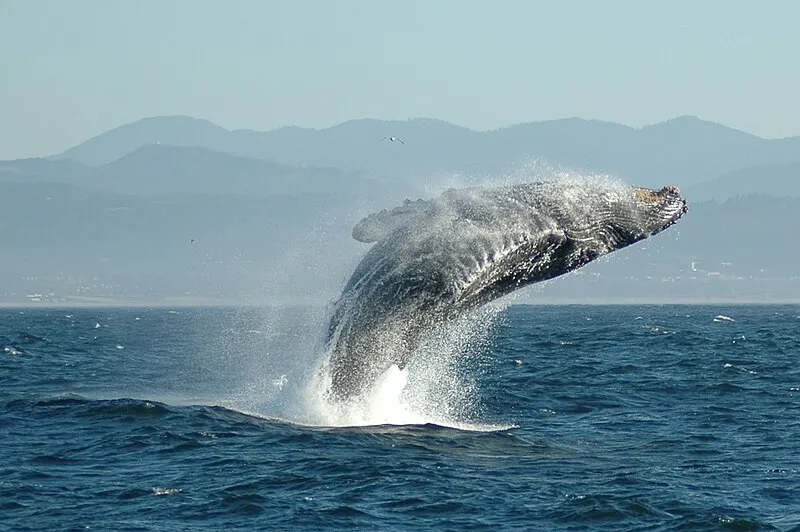 File:Jumping Humpback whale.jpg