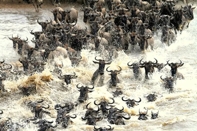 File:Maasai Mara Wildebeest Migrations.jpg