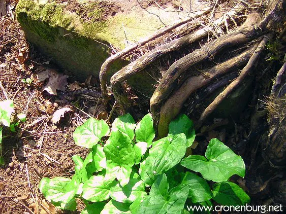 Like a hand, roots reach between plants around a stone block.
