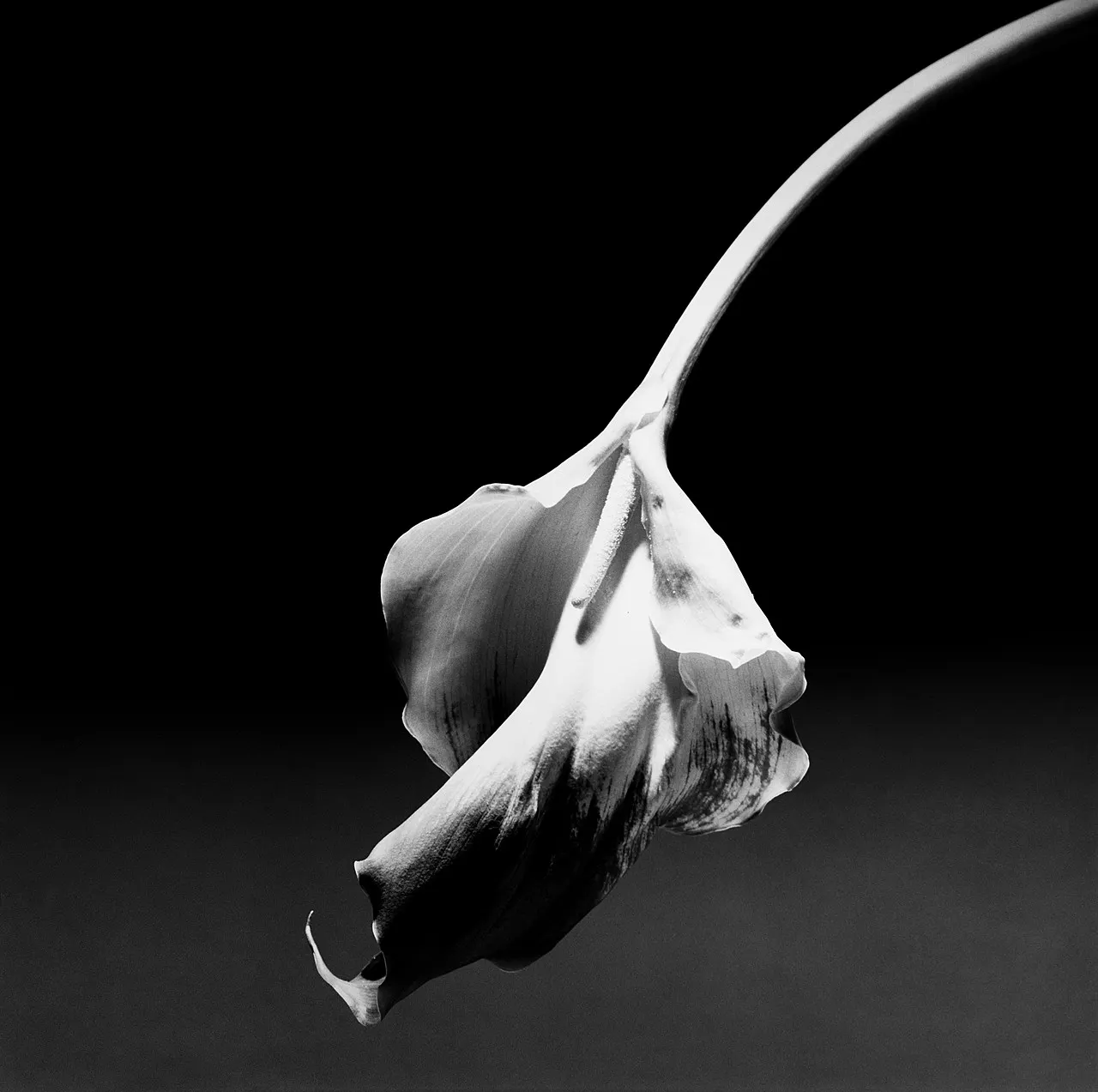 Robert Mapplethorpe | Calla Lily | The Guggenheim Museums and Foundation