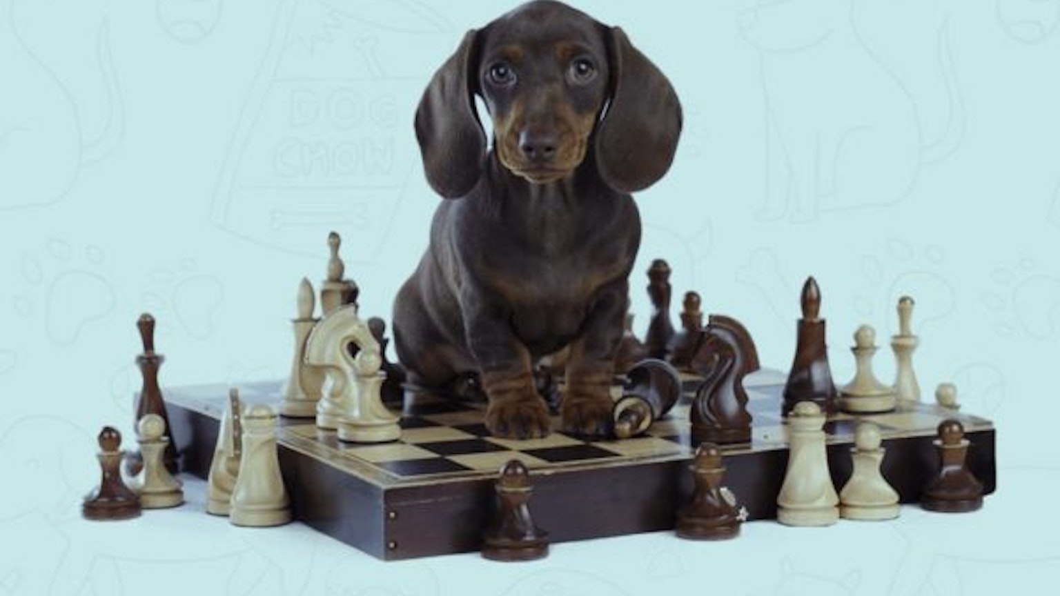 Brain Training For Dogs Review (2021): Is it a Best Option? - review